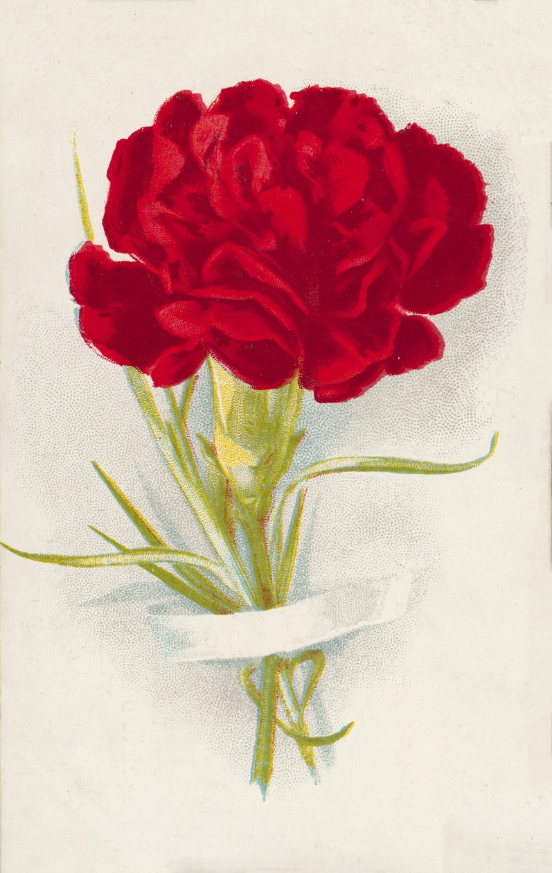 Rote Nelke von English School