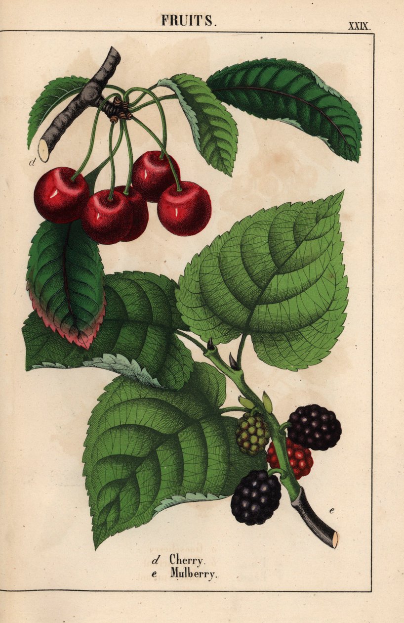 Rote Kirschen und Maulbeerfrucht, aus 