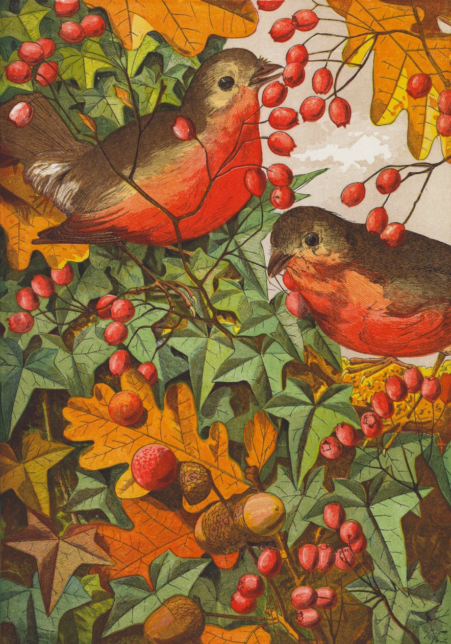 Rotkehlchen von English School