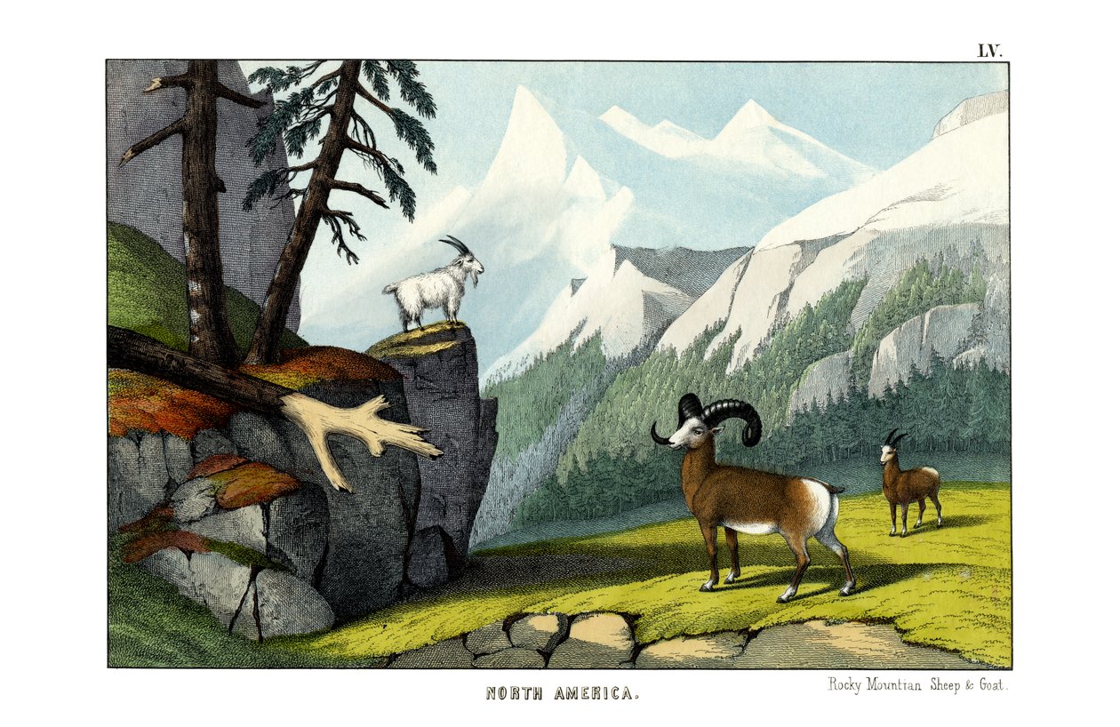 Rocky-Mountain-Schaf von English School