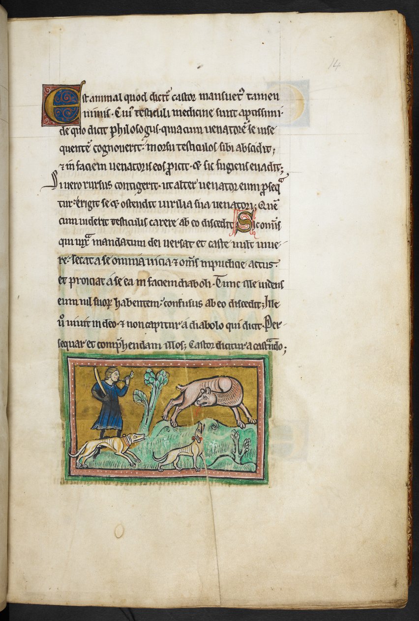 Ein Wolf (?) mit Blut im Maul und ein Jäger mit Hunden, aus dem Rochester Bestiarium, 2. Viertel des 13. Jahrhunderts von English School