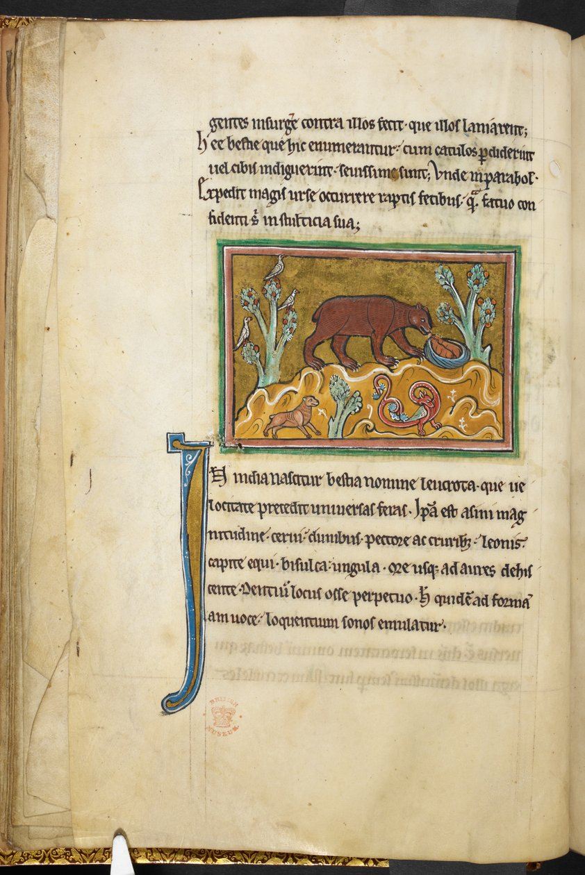 Ein Bär, der auf Jungtiere schaut, aus Bestiarium (ff. 3-141), Lapidarium (ff. 141v-149), 2. Viertel des 13. Jahrhunderts von English School