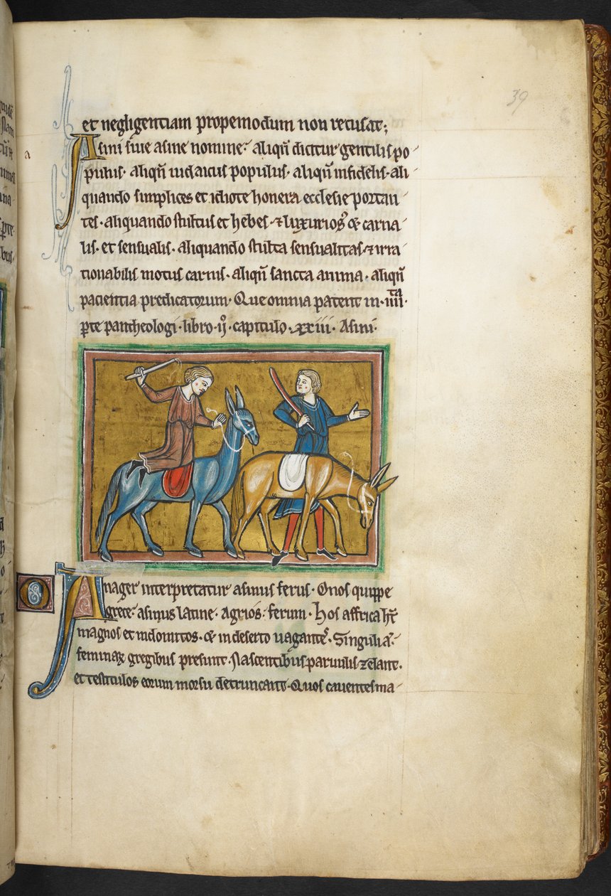 Zwei Männer mit zwei Eseln, aus Bestiarium (ff. 3-141), Lapidarium (ff. 141v-149), 2. Viertel des 13. Jahrhunderts von English School