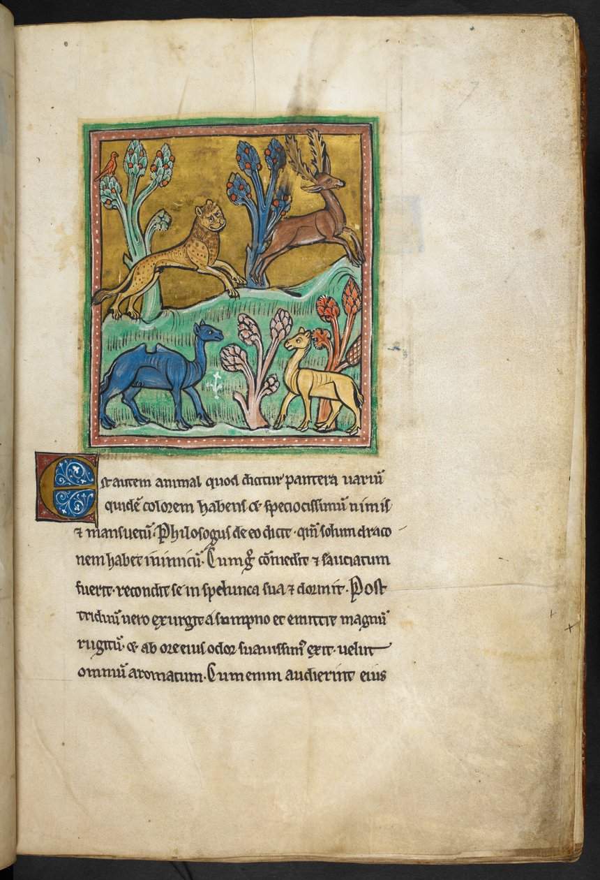 Ein Leopard jagt einen Hirsch, mit einem Kamel und einem anderen Tier von English School
