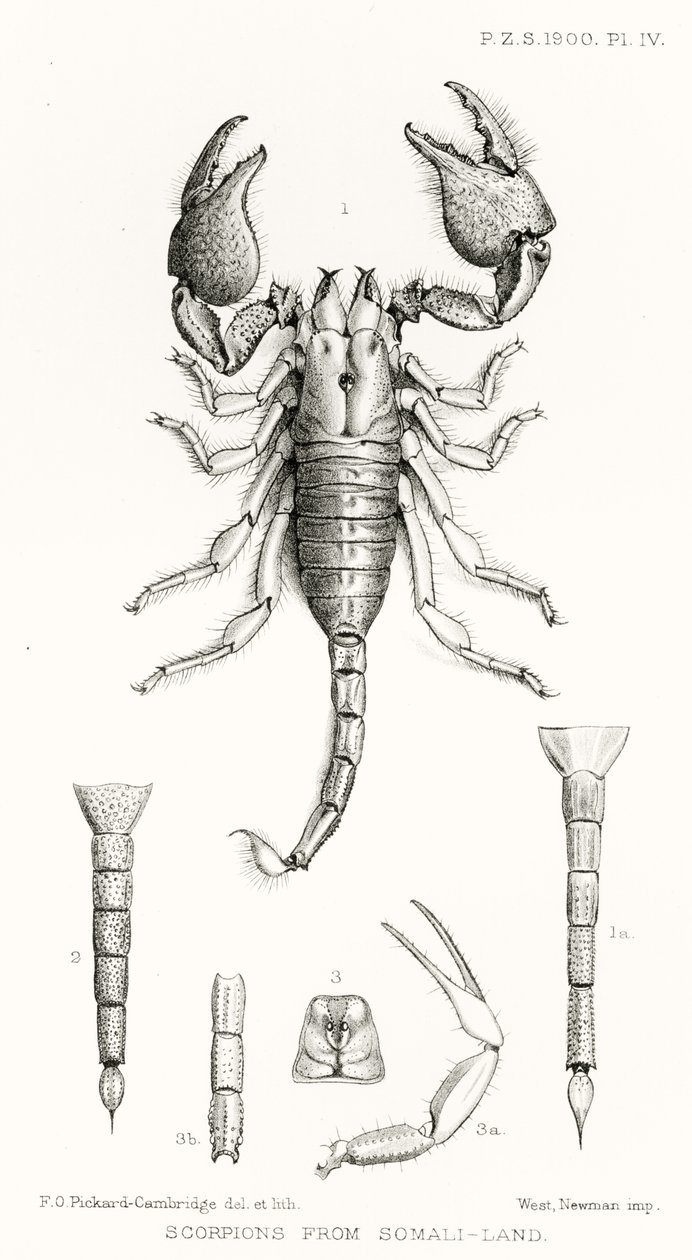 Skorpione aus Somaliland, Illustration aus The Hope Reports, Bd. II, 1897-1900, herausgegeben von Edward B. Poulton, Oxford, 1901 von English School