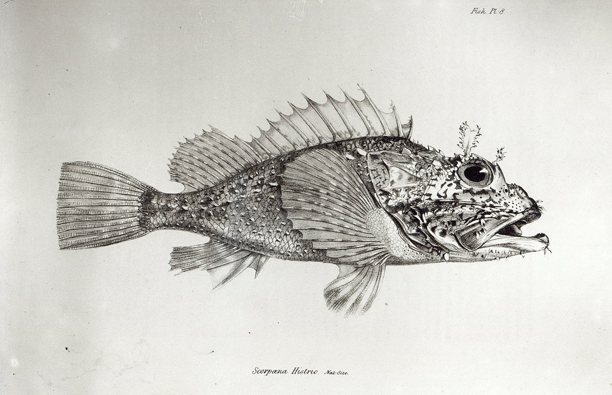 Skorpionfisch, Tafel 8 aus 