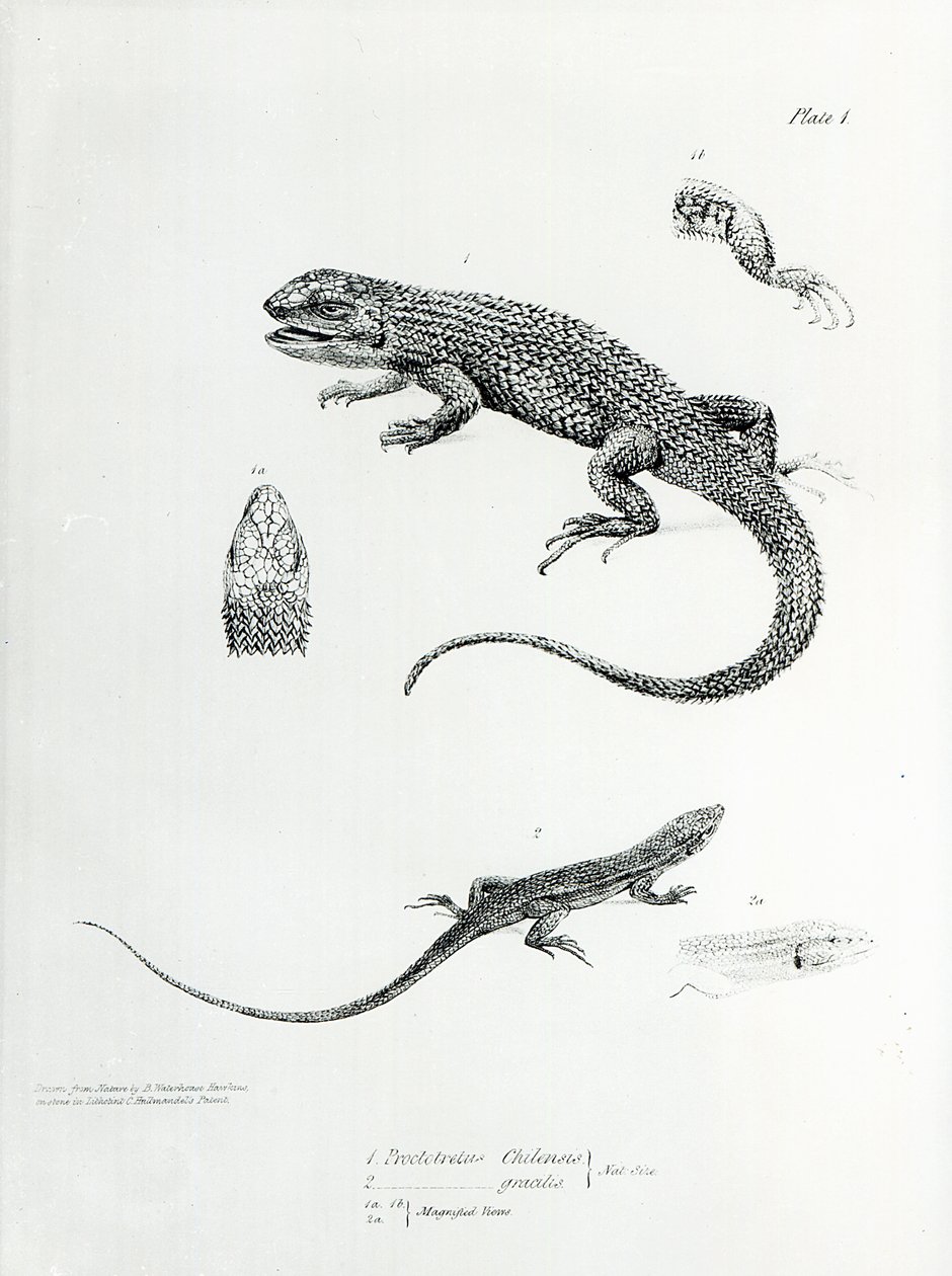 Schindelleguan, Illustration aus 
