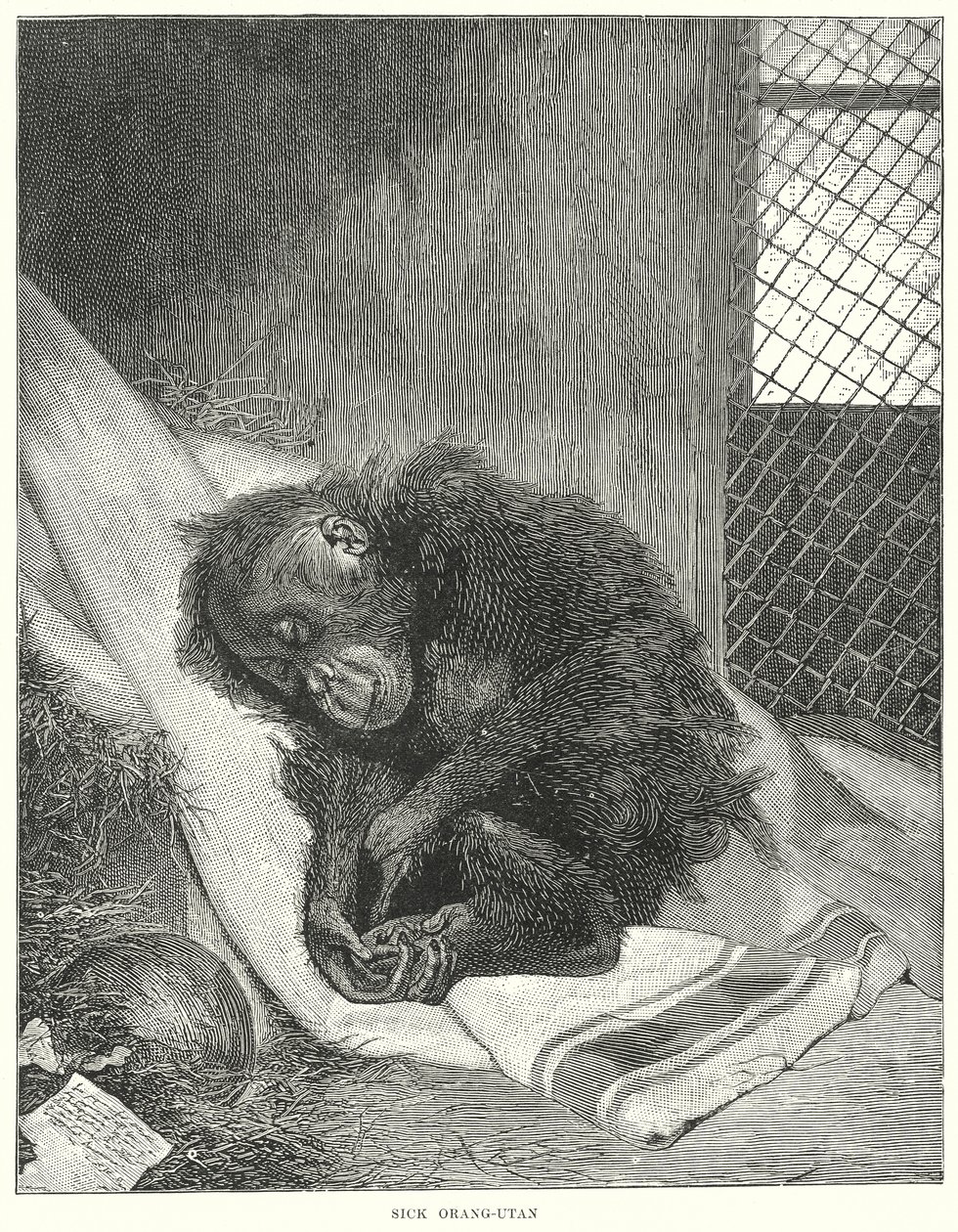 Kranker Orang-Utan von English School