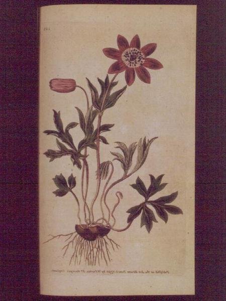 Stern-Anemone (Anemone hortensis), Tafel 123 aus William Curtis