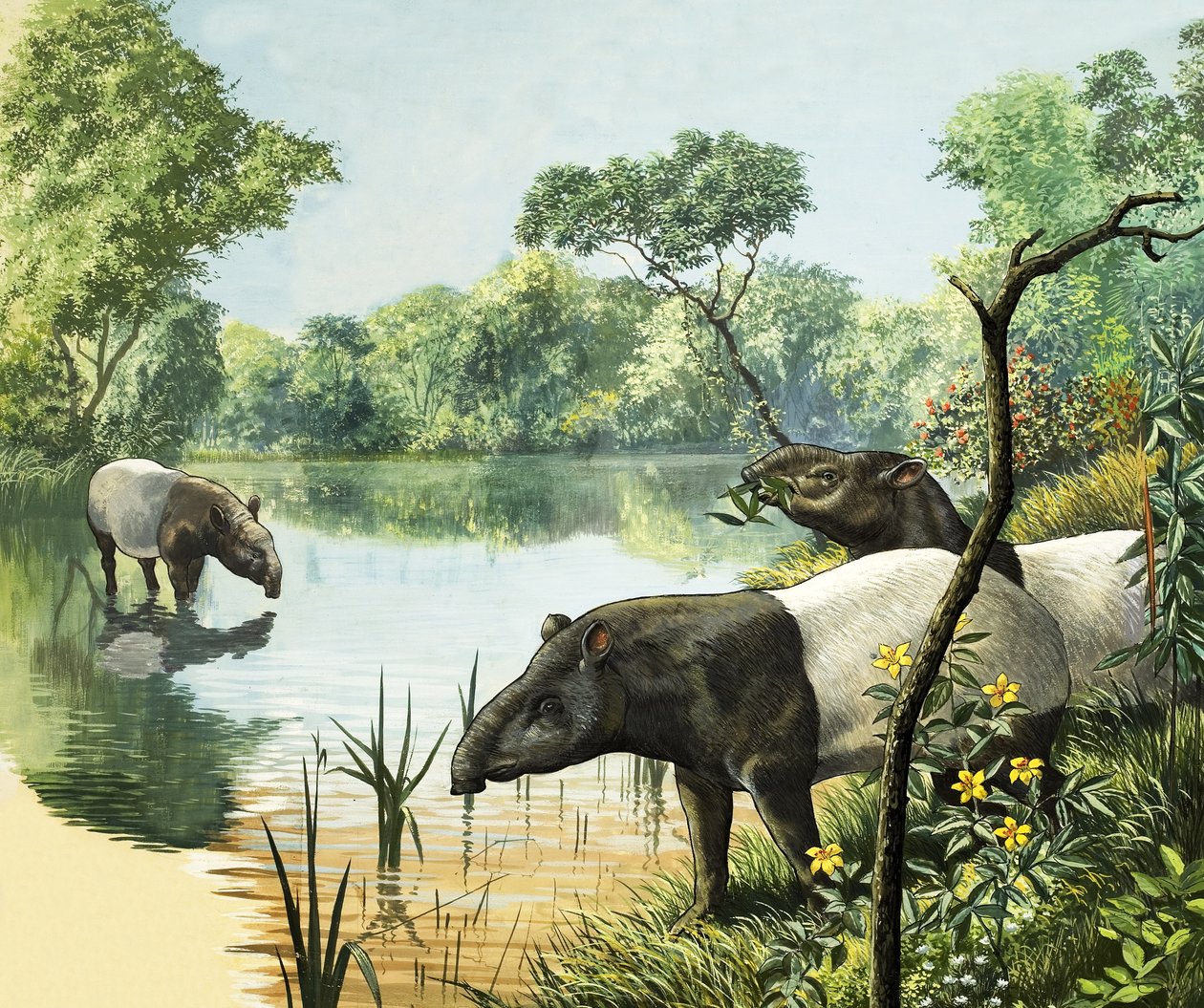 Tapire, Illustration aus Naturwunder von English School