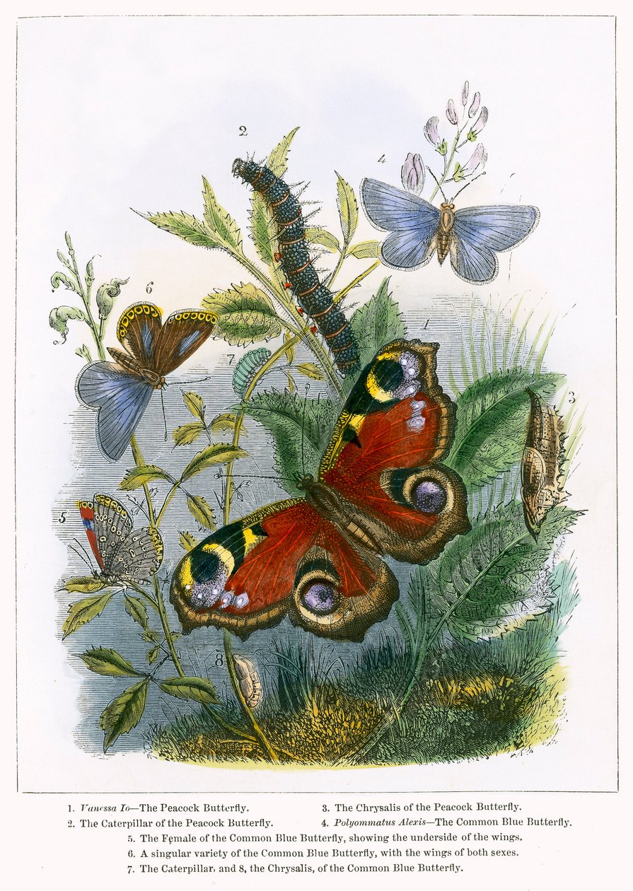 Das Schmetterlingsvivarium (farbige Gravur) von English School