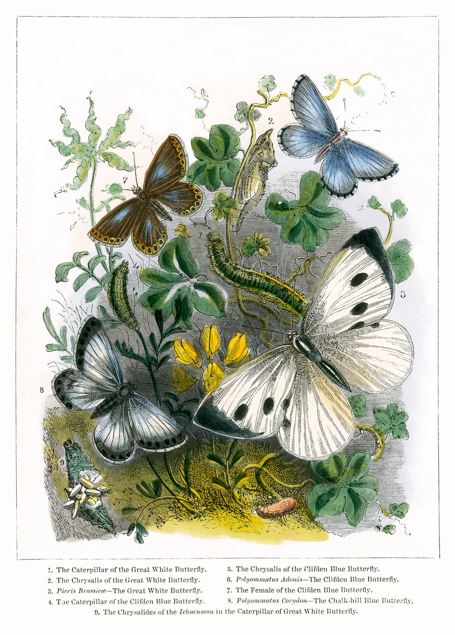 Das Schmetterlingsvivarium (farbige Gravur) von English School