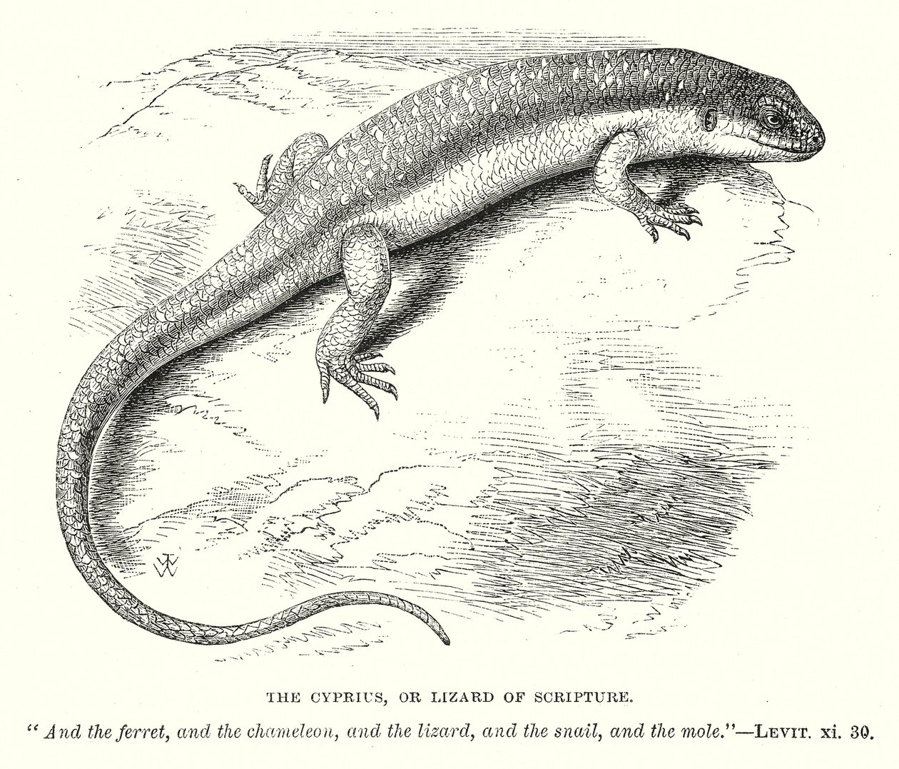 Der Cyprius oder Eidechse der Schrift (Gravur) von English School