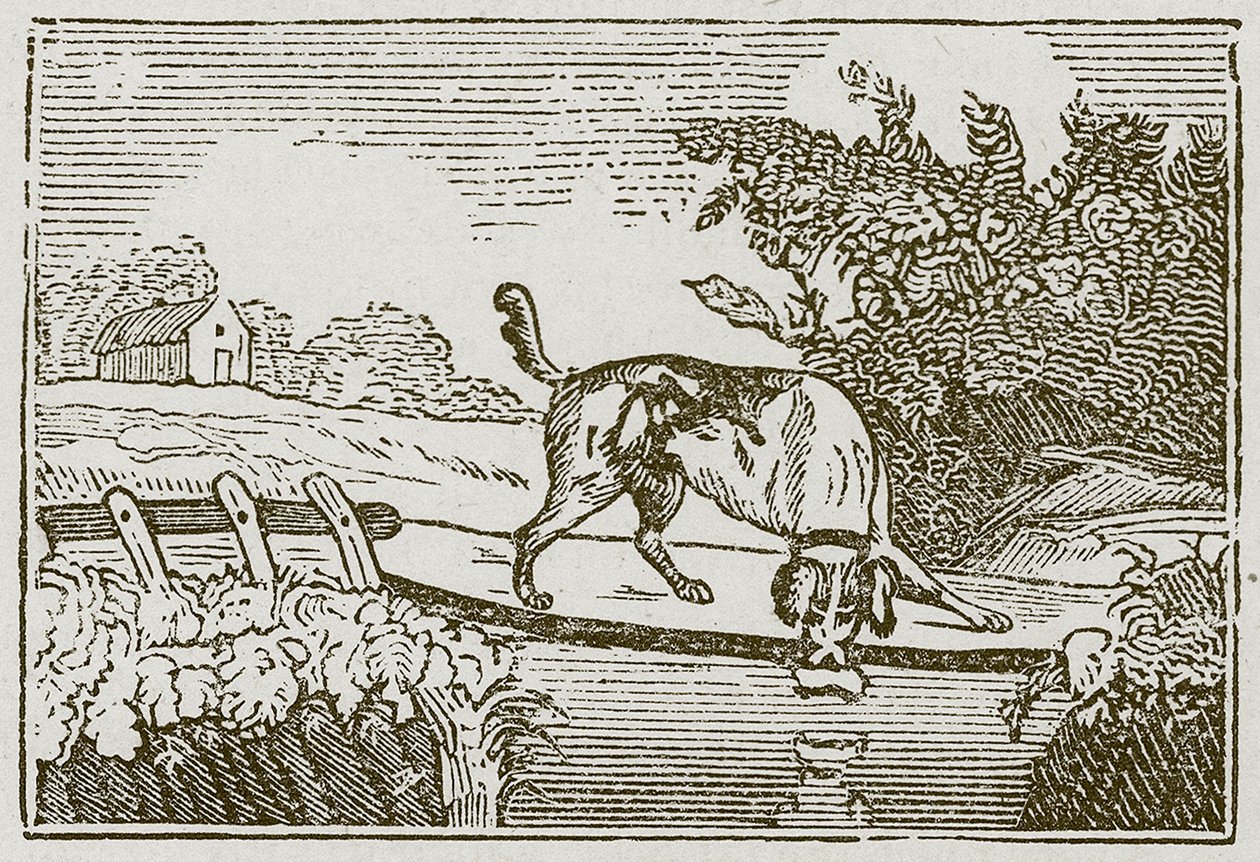 Der Hund und der Schatten von English School