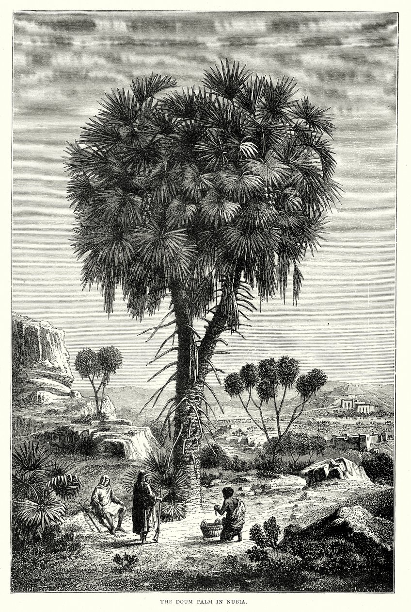 Die Doum-Palme in Nubien (Gravur) von English School