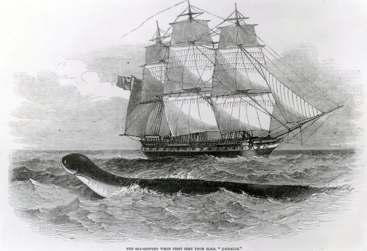 Die große Seeschlange, als sie zum ersten Mal von der H.M.S. Daedalus gesehen wurde von English School