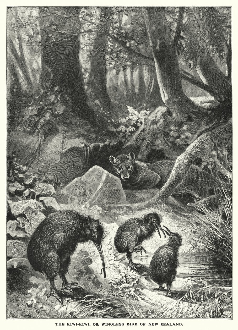 Der Kiwi-Kiwi oder flügelloser Vogel Neuseelands (Gravur) von English School