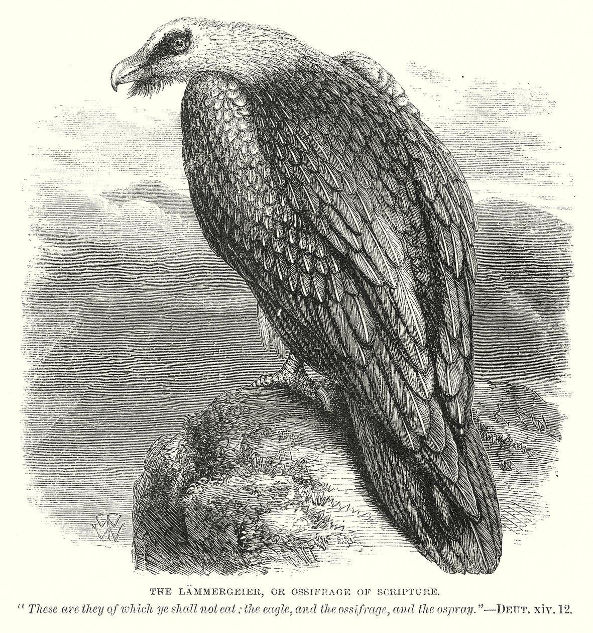Der Bartgeier oder Ossifrage der Schrift von English School