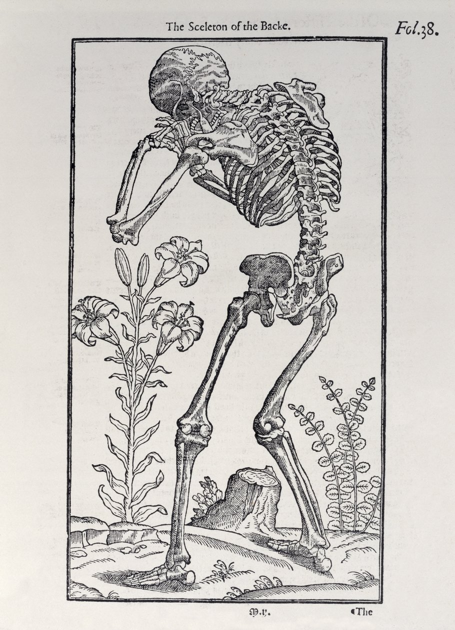 Das Skelett des Rückens, Tafel aus The Historie of Man, veröffentlicht von John Banister (1540-1610), 1578 von English School