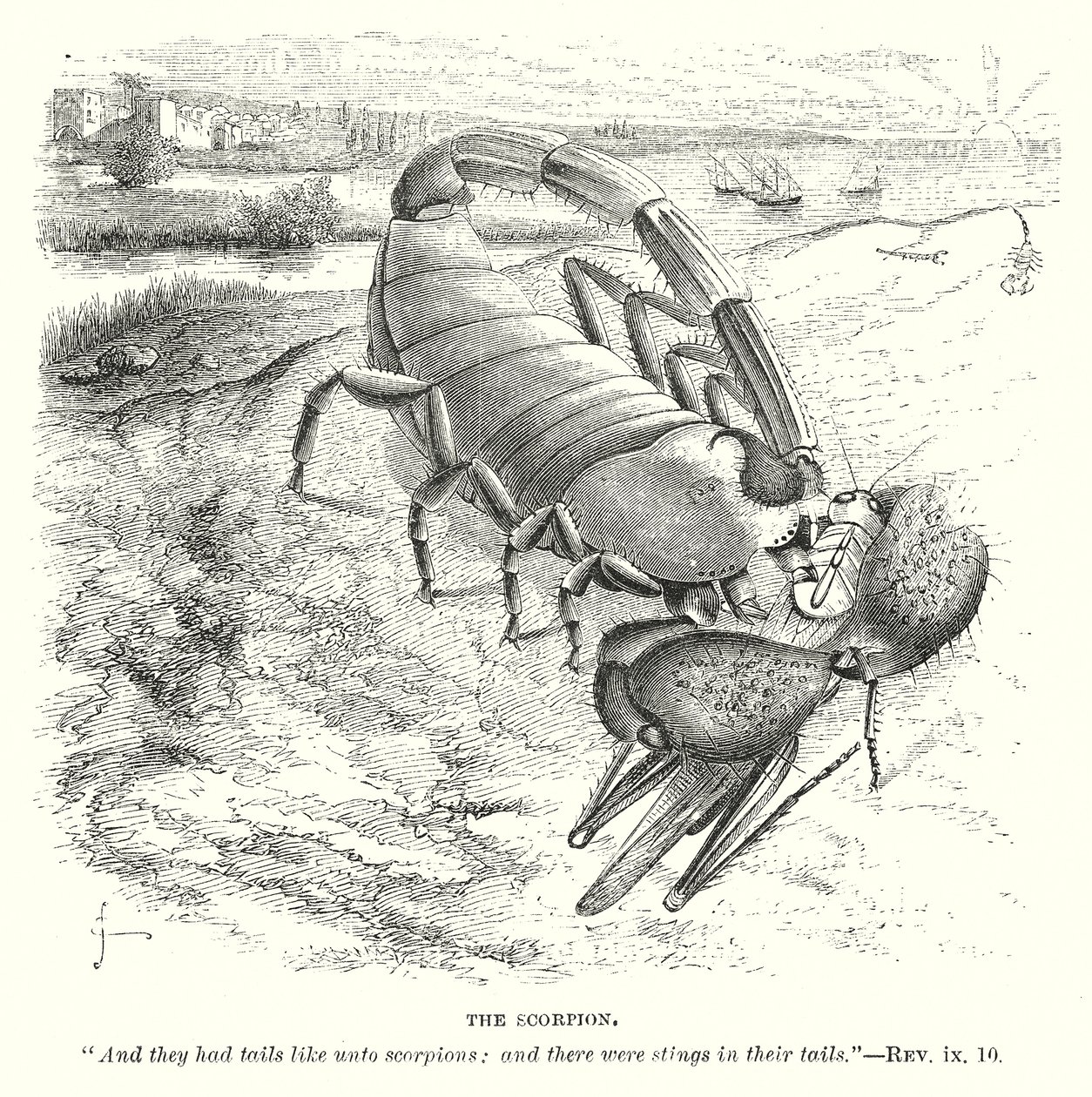 Der Skorpion (Gravur) von English School