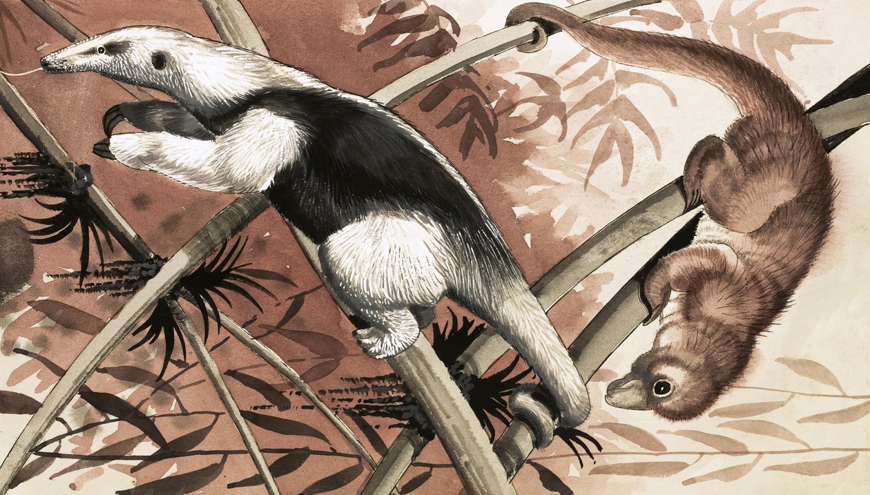 Der Tamandua von English School