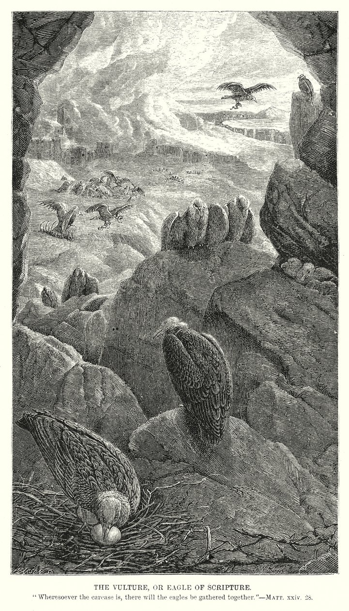 Der Geier oder Adler der Schrift von English School