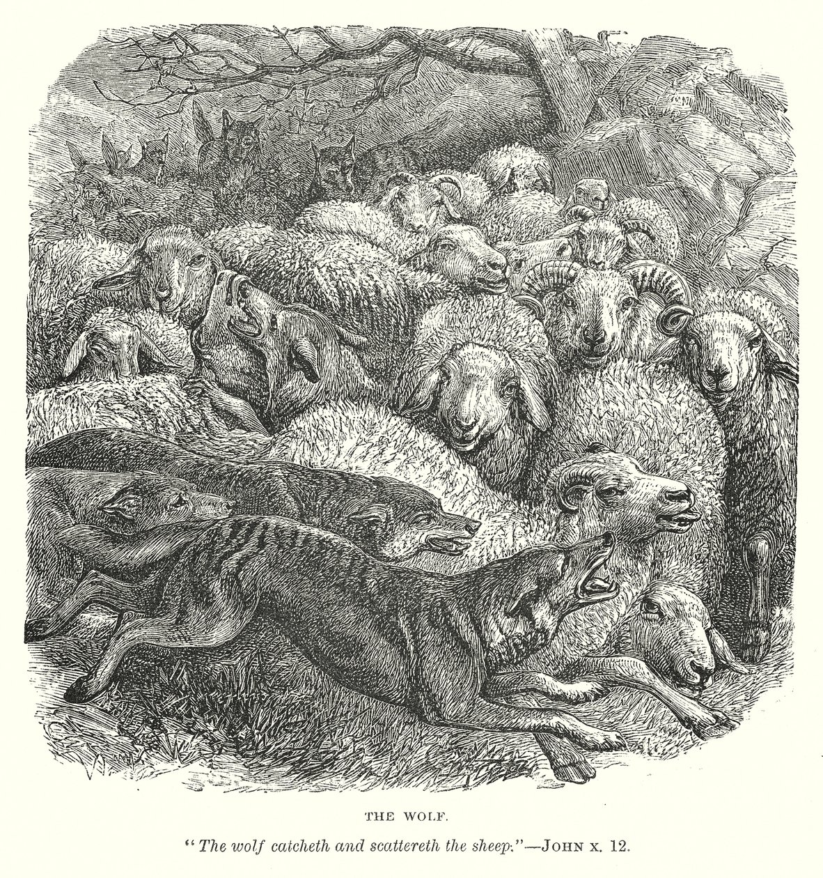 Der Wolf von English School