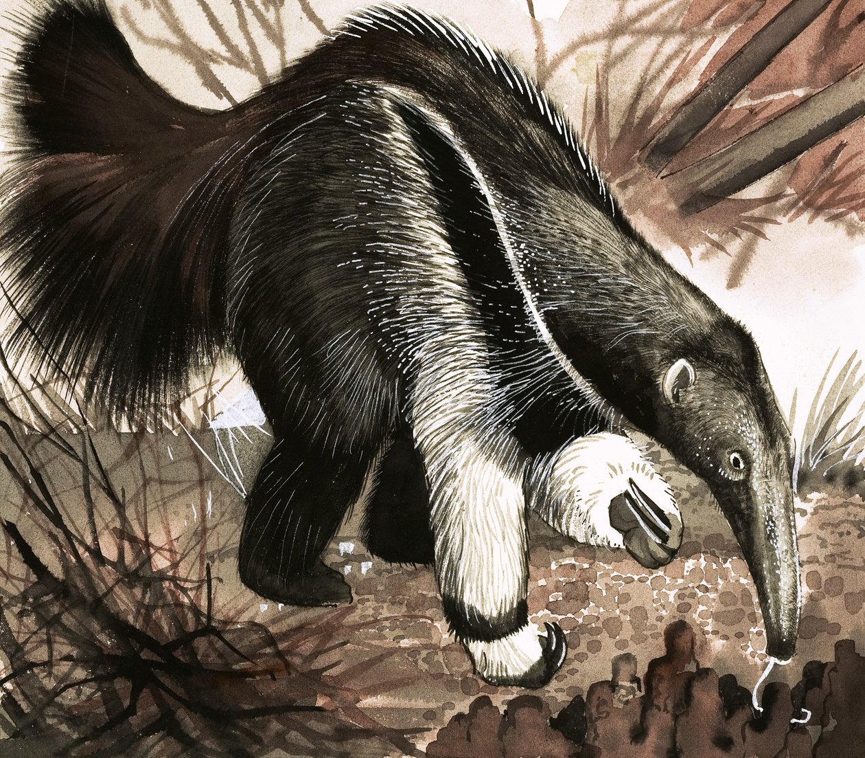 Der Ameisenbär von English School