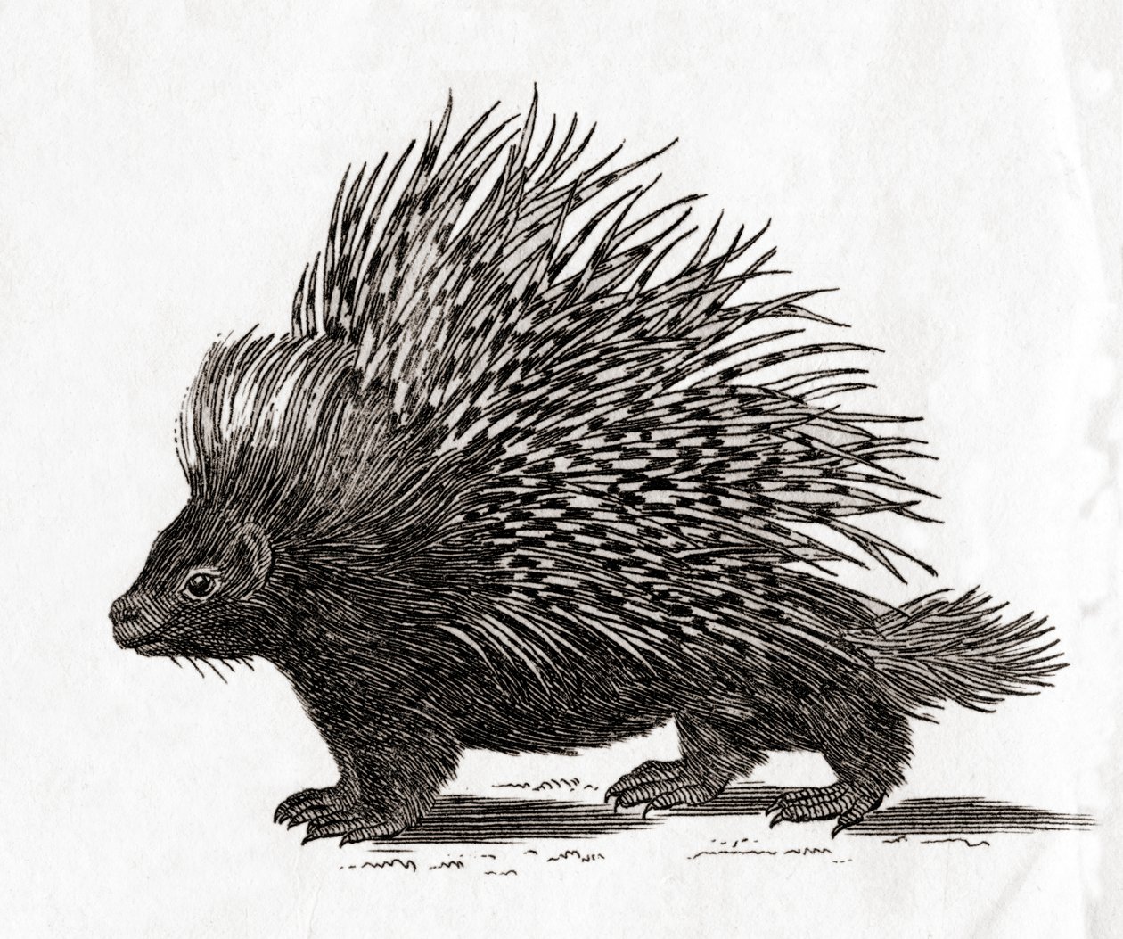 Das Stachelschwein (Hystrix cristata), aus einem Druck des 18. Jahrhunderts (Stich) von English School