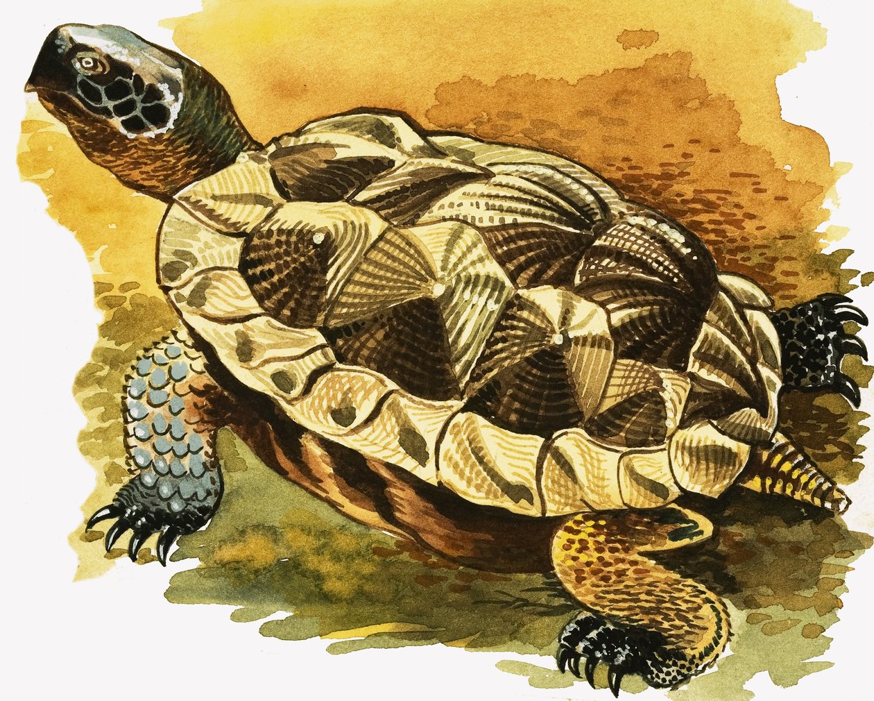 Schildkröte von English School