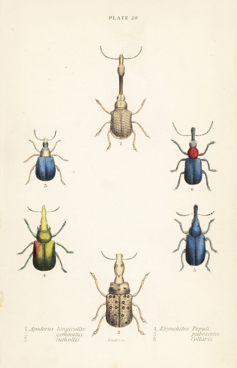 Rüsselkäfer: Attelabus longicollis 1, Attelabus gemmatus 2, Attelabus ruficollis 3, Byctiscus populi 4, Rhycnhites pubescens 5, und Rhynchites collaris 6 von English School