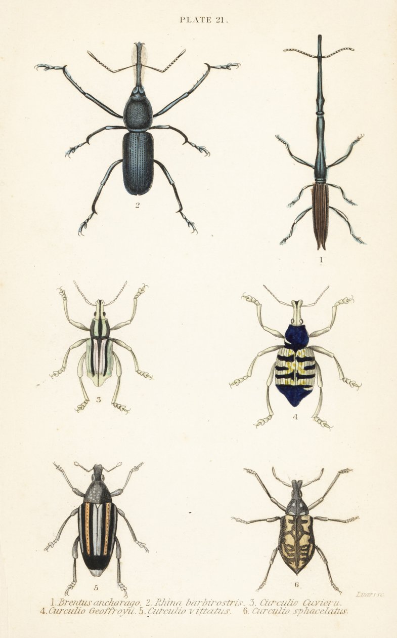 Rüsselkäfer: Brentus ancharago 1, Rhina barbirostris 2, Curculio cuviera 3, Eupholus geoffroyi 4, Larinus ursus 5 und Curculio sphacelatus 6 von English School