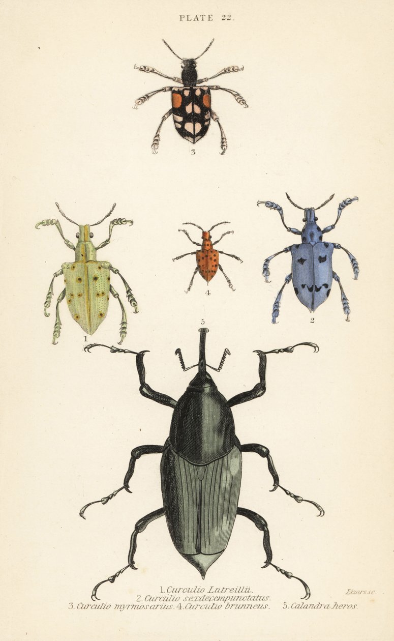 Rüsselkäfer und Käfer: Curculio latreillii, Curculio sexdecempunctatus, Trichaptus mutillarius, Pissodes castaneus und Calandra heros von English School