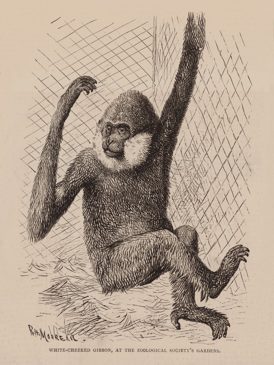 Weißwangen-Gibbon, im Garten der Zoologischen Gesellschaft (Gravur) von English School