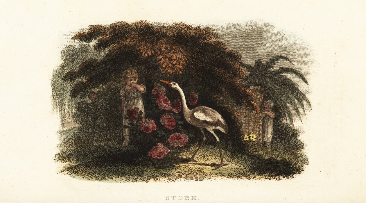 Weißstorch, Ciconia ciconia, spielt Verstecken mit Kindern im Garten von English School