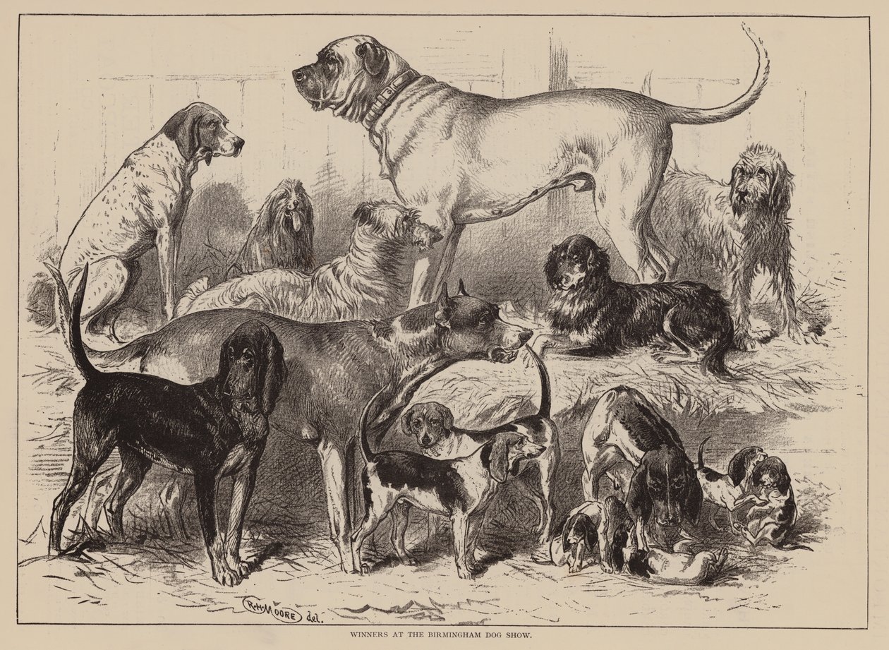 Gewinner der Birmingham Dog Show von English School