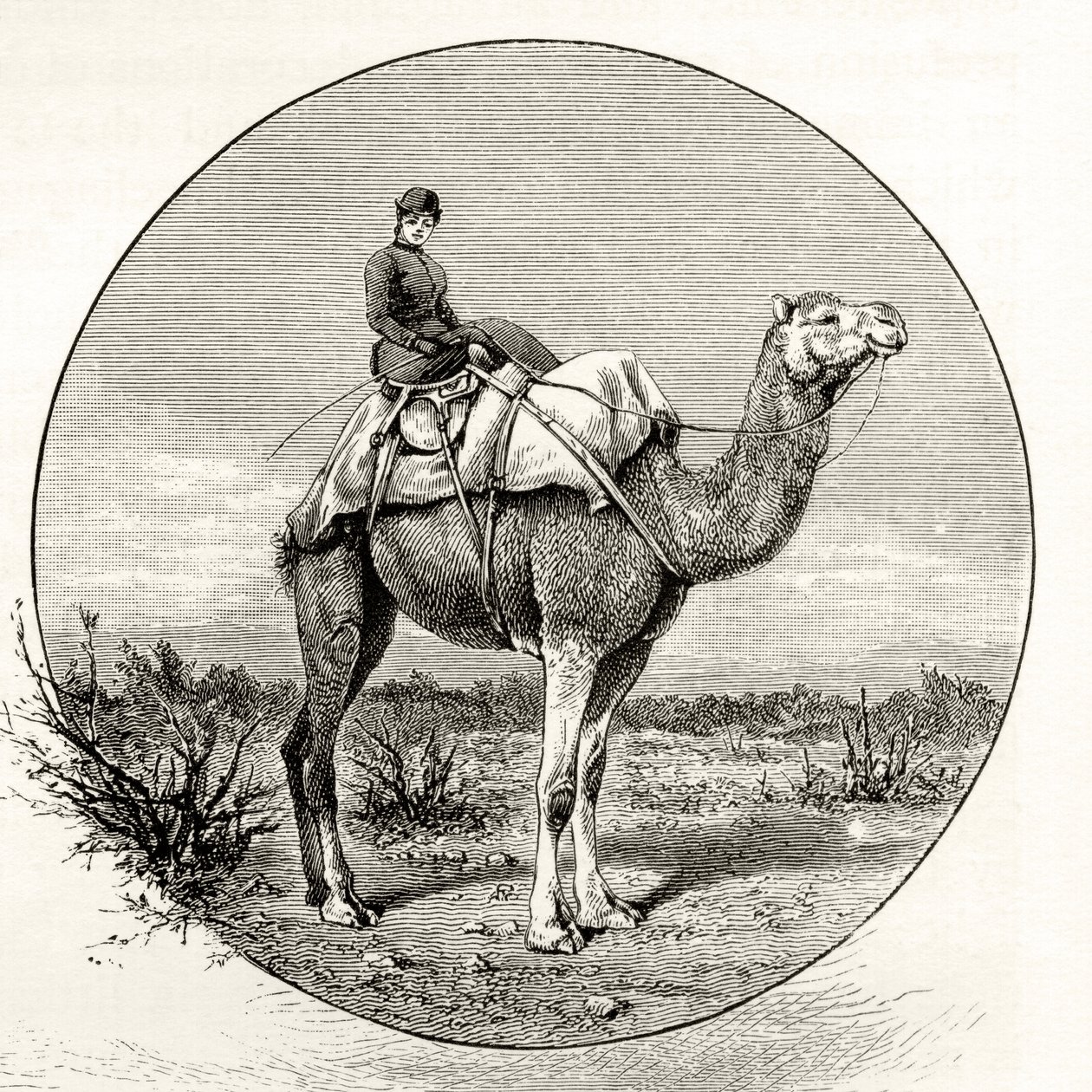 Frau auf einem Kamel in Australien, ca. 1880, aus 