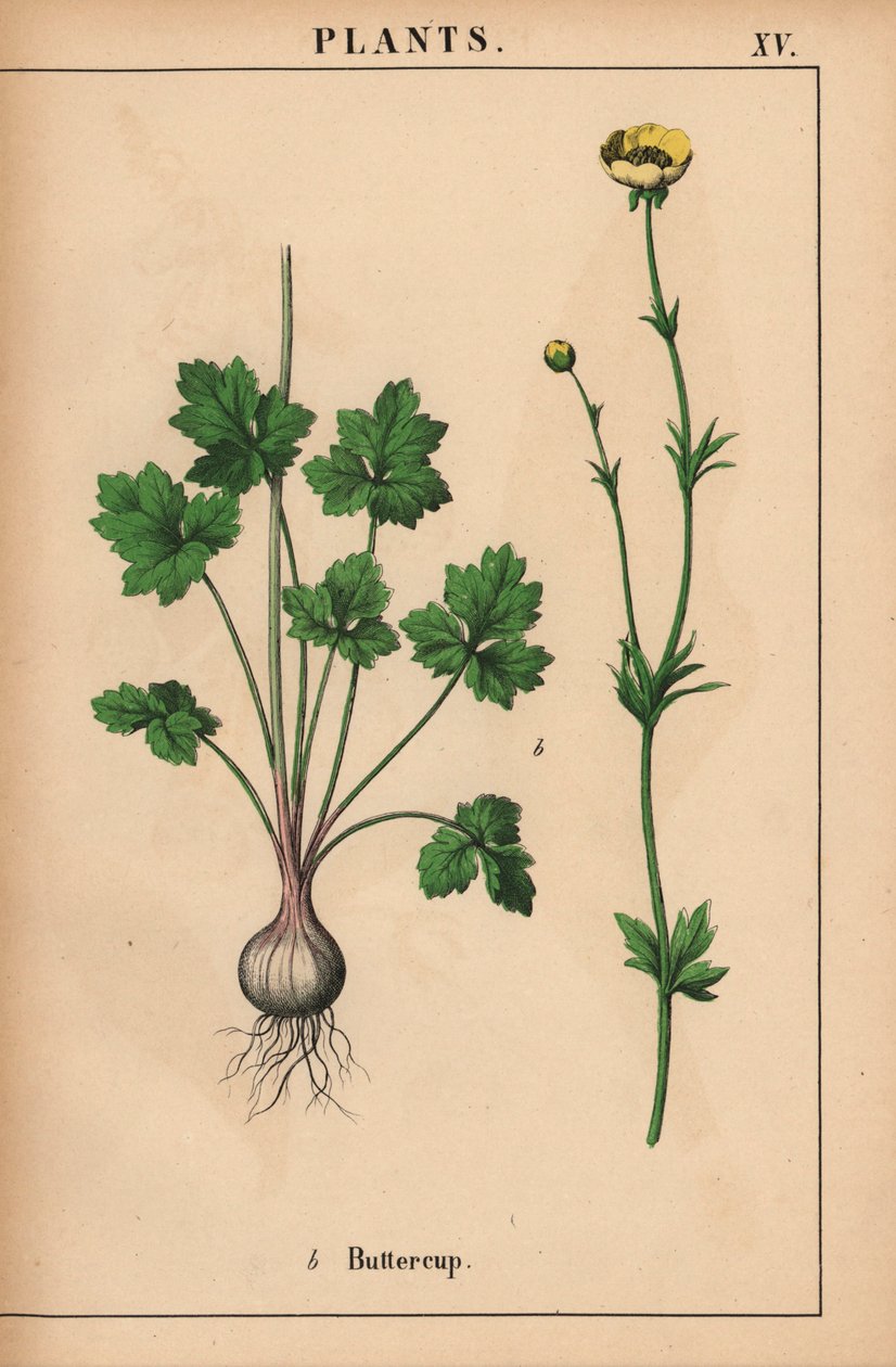 Gelbe Butterblume, aus "The Instructive Picturebook, or Lessons from the Vegetable World," [Charlotte Mary Yonge], Edinburgh von English School