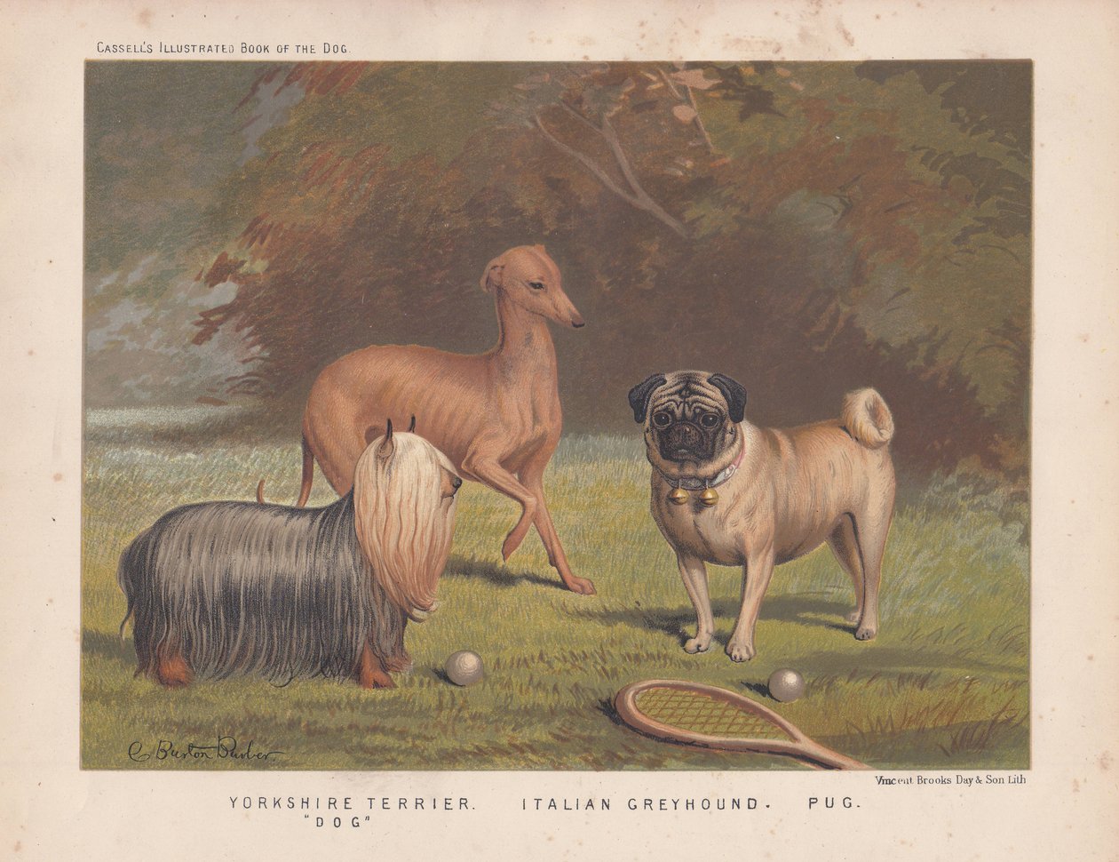 Yorkshire Terrier, Italienischer Windhund und Mops mit Tennisschläger und Bällen von English School