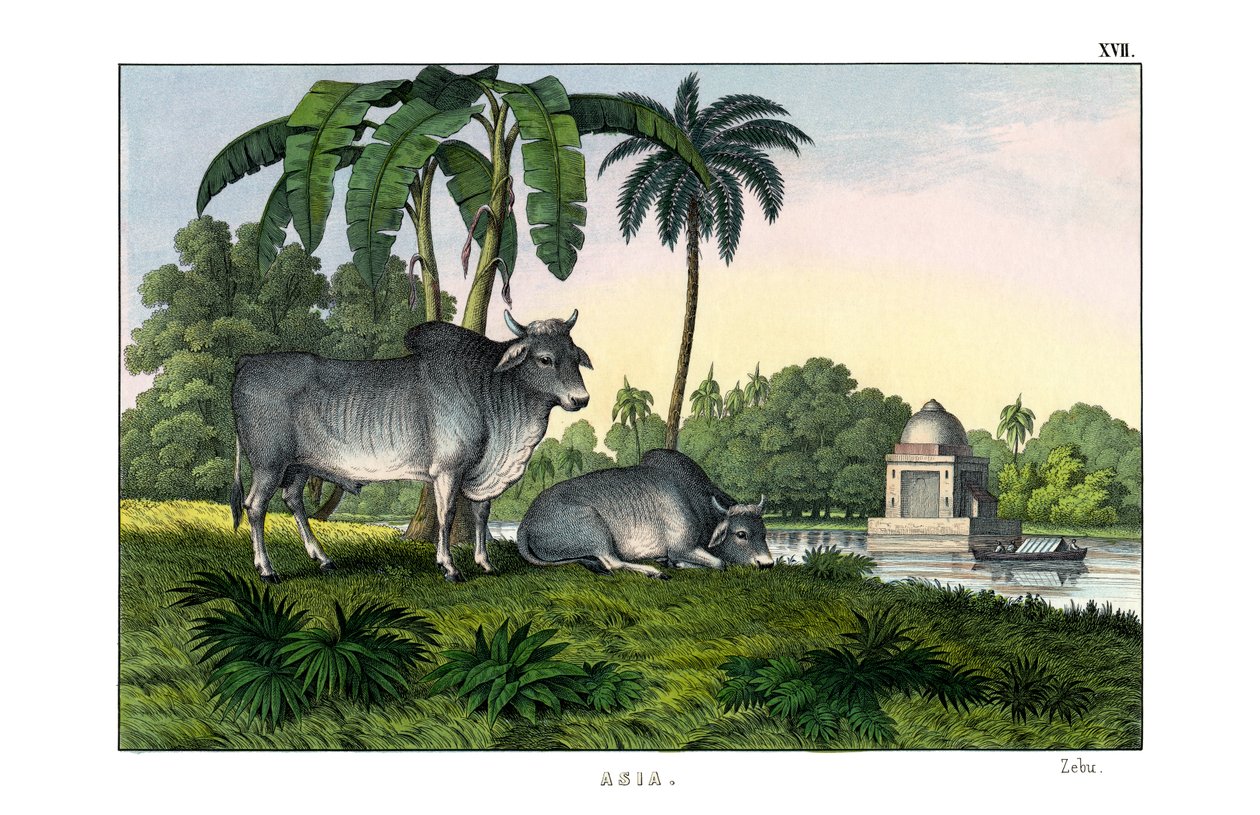 Zebu von English School