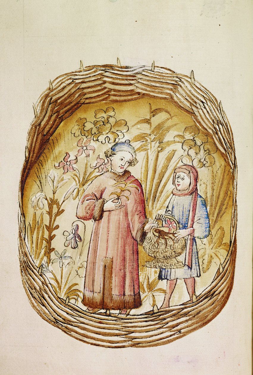 Ein Apotheker und sein Assistent sammeln Kräuter und Wurzeln in einem Kräutergarten, um 1380-1400 von Erich Lessing
