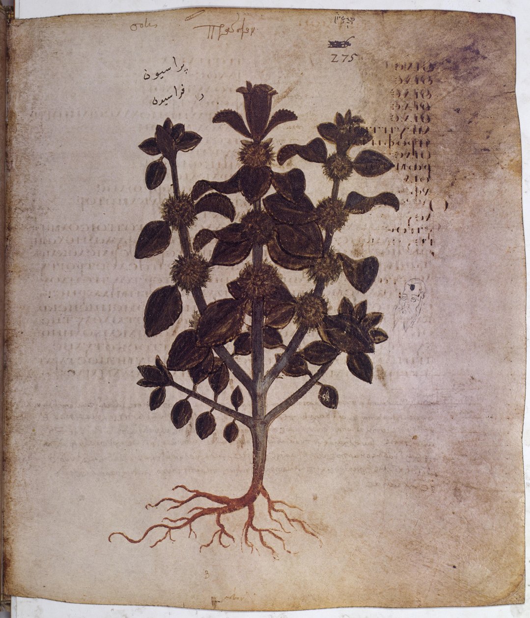 Marrubium vulgare von Erich Lessing