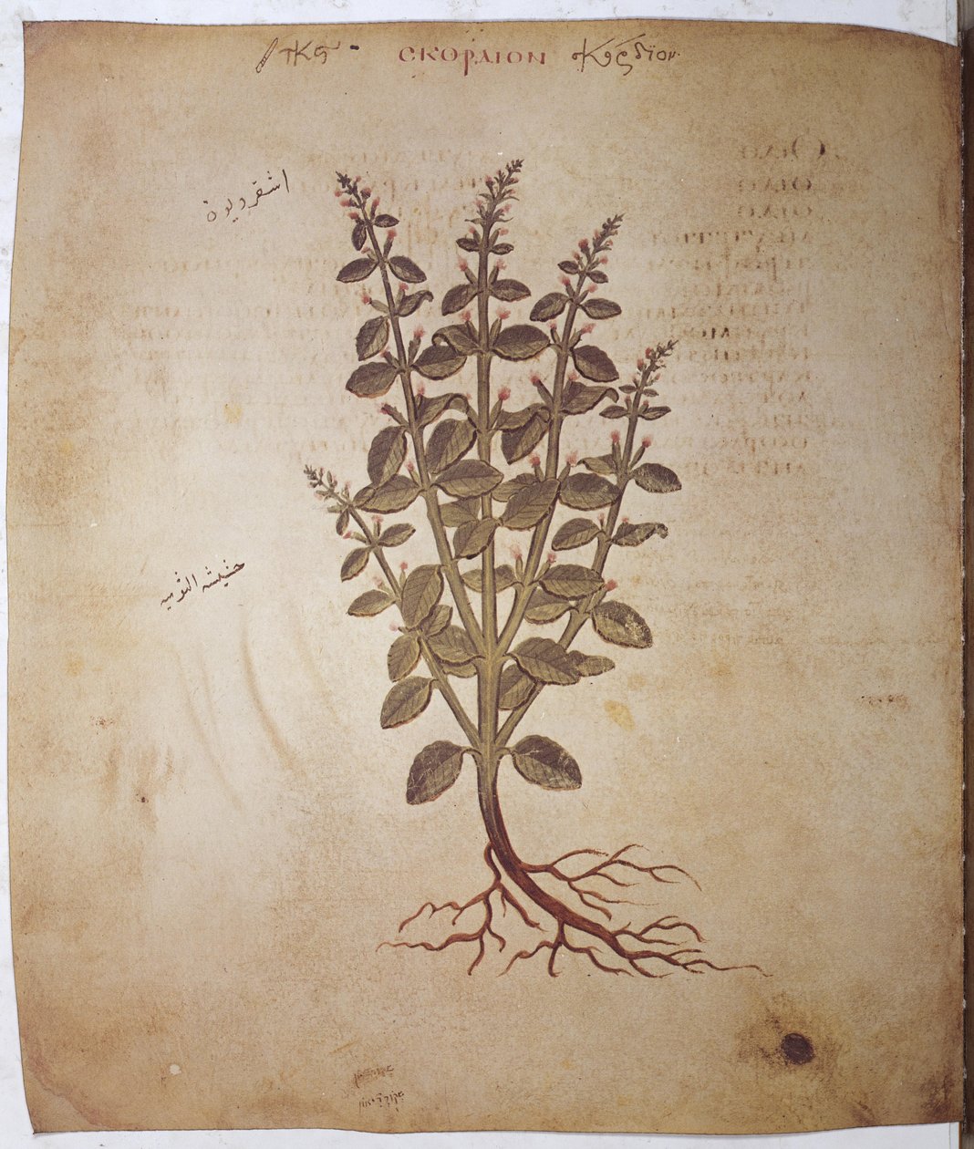 Teucrium scordium von Erich Lessing