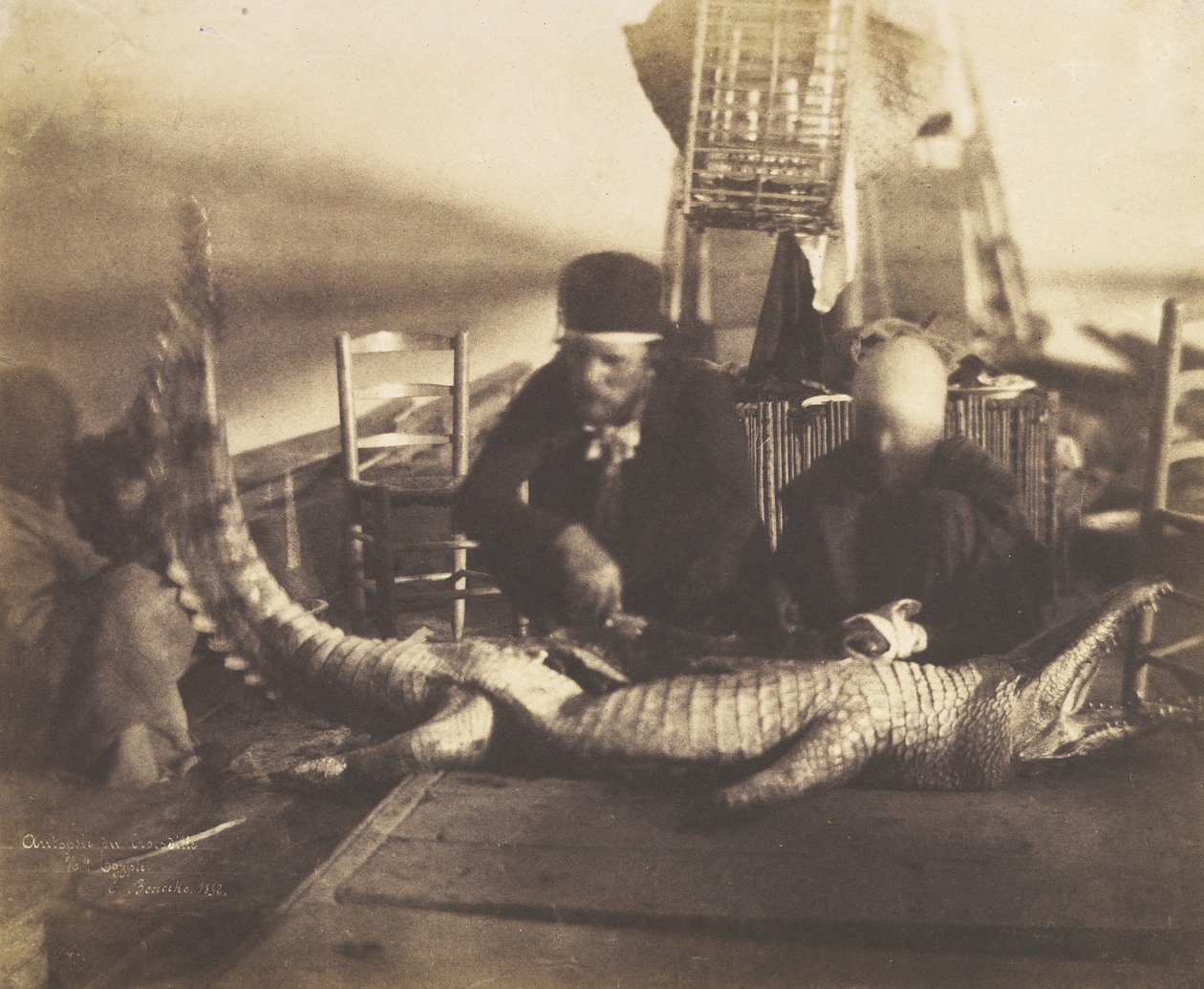 Autopsie des ersten Krokodils an Bord, Oberägypten, 1852 von Ernest Benecke
