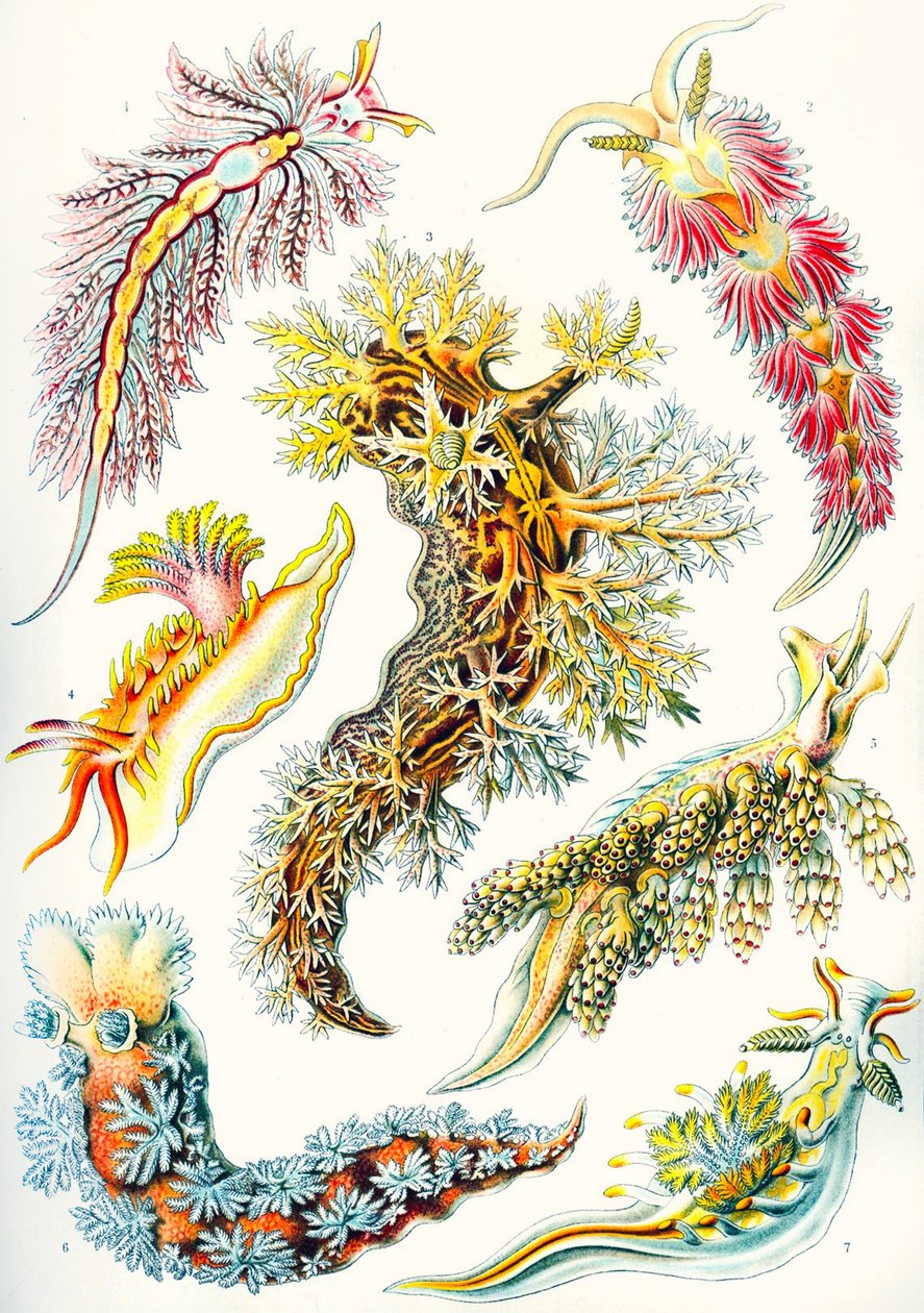 Eine Sammlung von Nudibranchia aus 