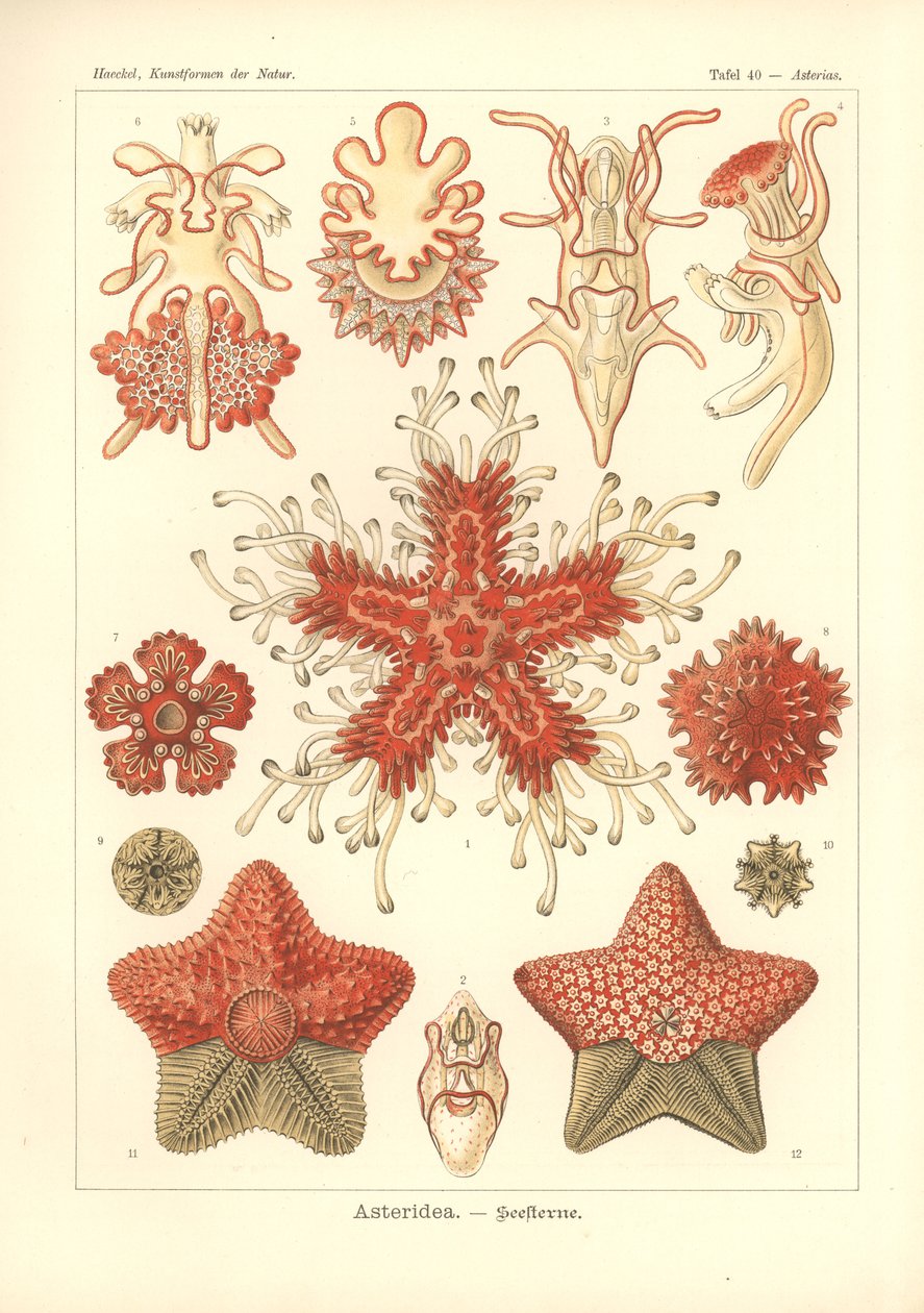 Asteridea - Seestern, Pl.40 aus 