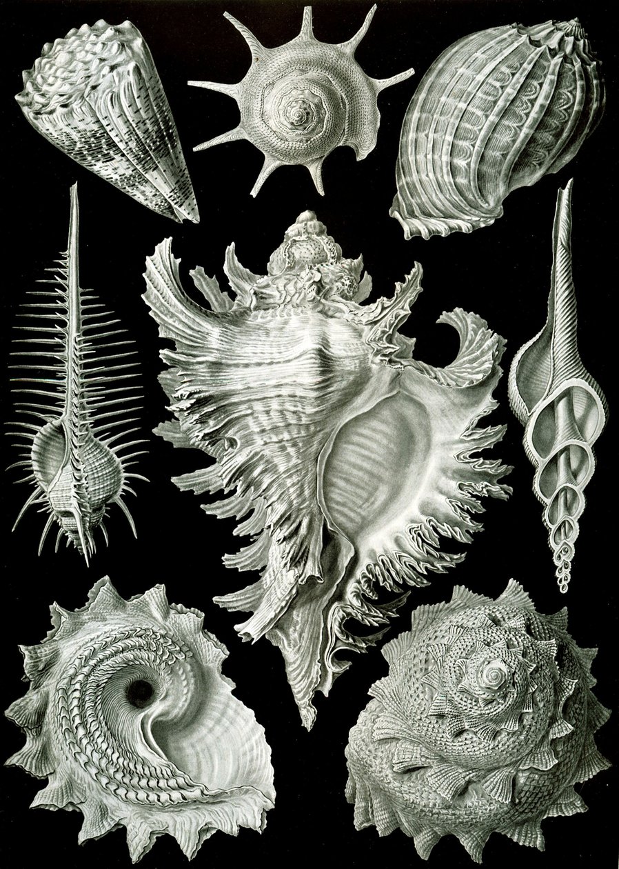 Beispiele von Prosranchia - Muscheln von verschiedenen Prosobranch-Gastropoden, aus 