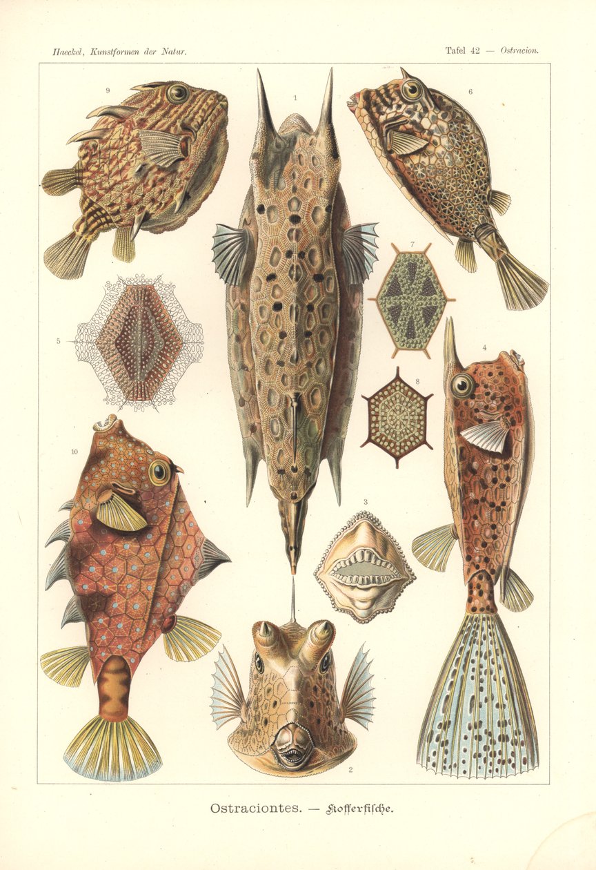 Ostracion - Knochenfische, Pl.42 aus 