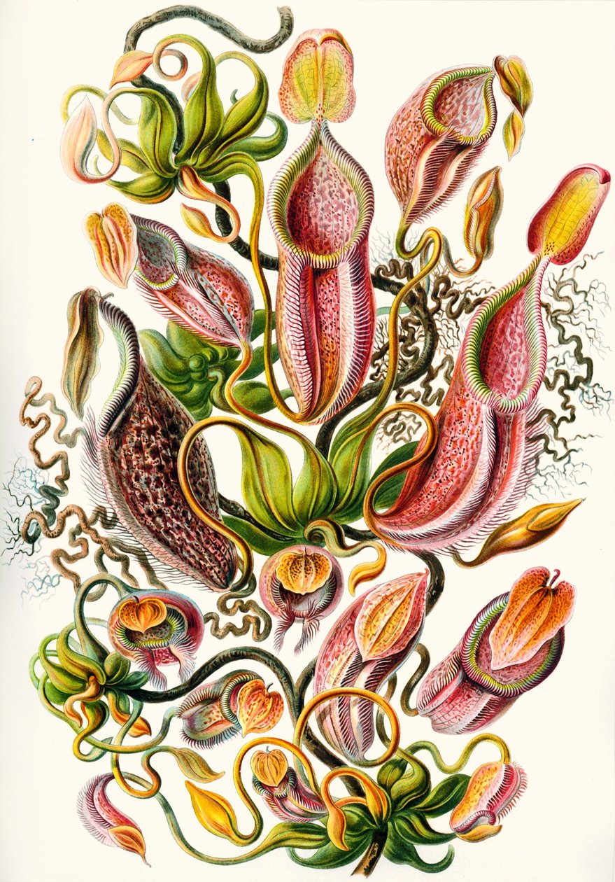Eine Sammlung von Nepenthaceae aus 