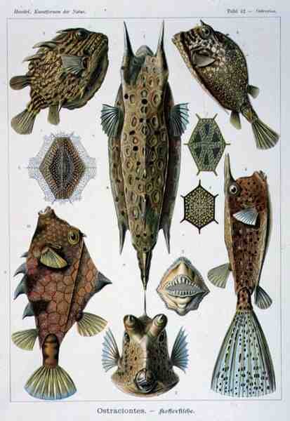 Ostraciontes, Tafel aus Kunstformen der Natur von Ernst Haeckel